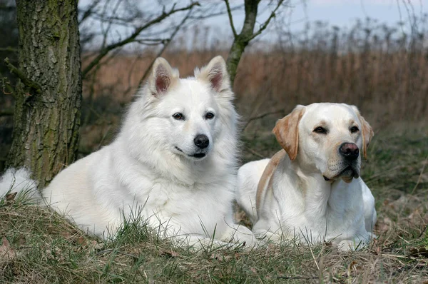 White Samojede Bitch Yellow Labrador Retriever Dog Lying Side Side — ストック写真