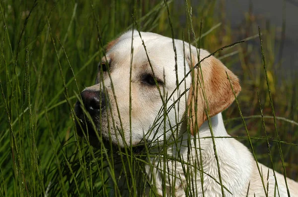 Portriat Ενός Κίτρινου Λαμπραντόρ Retriever Σκύλου Πίσω Από Καλάμι — Φωτογραφία Αρχείου