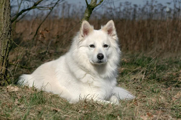 White Samojede Bitch Lying Grass — Stok fotoğraf