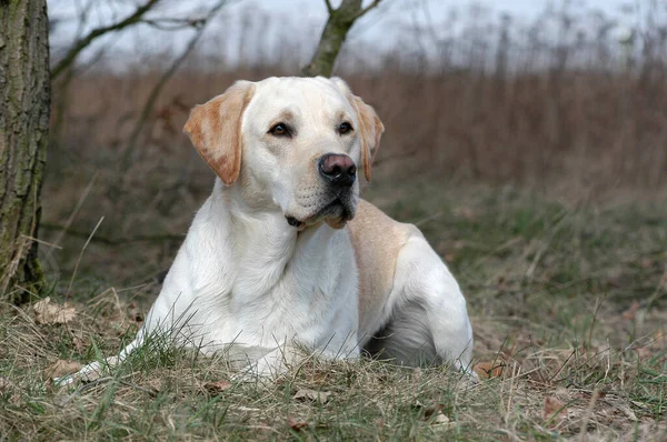 Gul Labrador Retriever Hund Liggande Gräs — Stockfoto