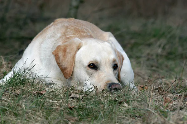 yellow Labrador Retriever dog lying in grass with chin on the ground