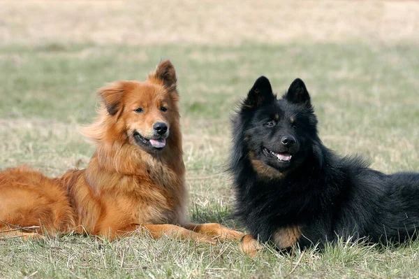 Δύο Elo Σκυλιά Που Βρίσκονται Στο Γρασίδι — Φωτογραφία Αρχείου