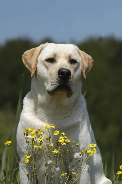 Κίτρινο Labrador Retriever Σκύλου — Φωτογραφία Αρχείου