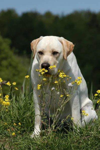 yellow Labrador Retriever dog sniffing at yellow flowers