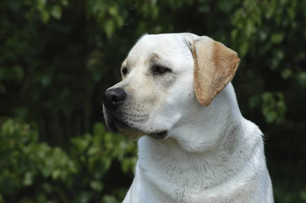 Portriat Ενός Κίτρινου Σκύλου Labrador Retriever — Φωτογραφία Αρχείου
