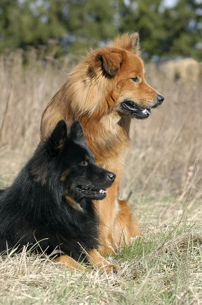 Dwa Psy Elo Siedzące Leżące — Zdjęcie stockowe