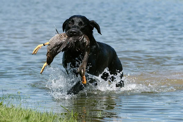 Preto Labrador Retriever Cão Carregando Pato Para Fora Água — Fotografia de Stock