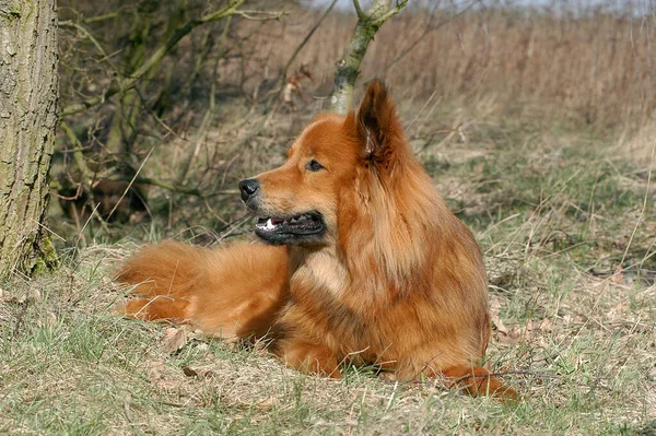 Chien Elo Rouge Renard Couché Dans Herbe — Photo