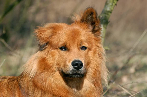 Retrato Cão Elo Vermelho Raposa — Fotografia de Stock