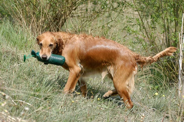 Golden Retriever Bitch Coming Dummy Out Water — Stockfoto