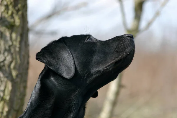 Svart Labrador Retriever Hund Tittar Himlen — Stockfoto