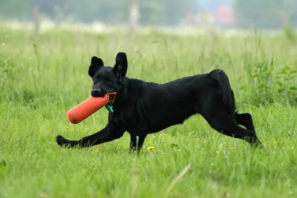 Young Black Labrador Retriever Bitch Carrying Dummy — Photo