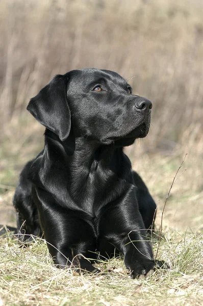 Black Labrador Retriever Hund Liggande Gräs — Stockfoto