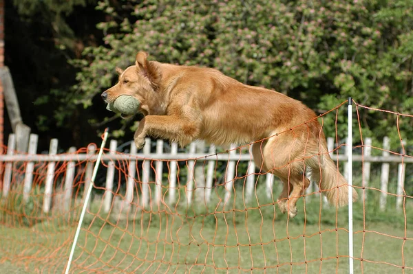 Golden Retriever Bitch Jumping Dummy Fence — Stockfoto