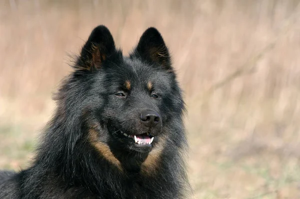 Porträt Eines Schwarz Braunen Elo Hundes — Stockfoto