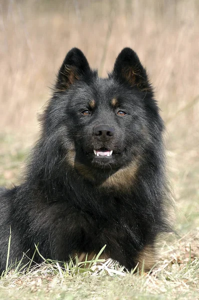 Siyah Kahverengi Elo Köpeği Çimenlerde Yatıyor — Stok fotoğraf