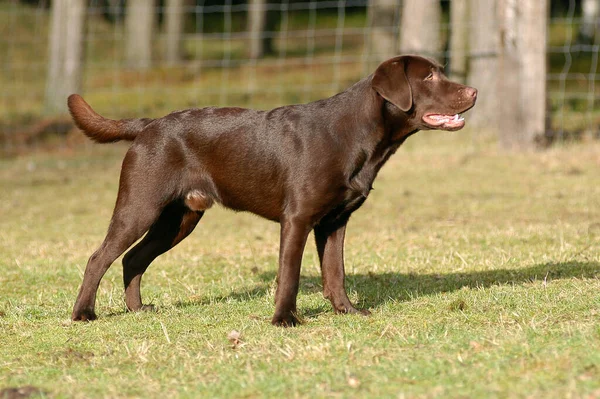 Bruine Labrador Retriever Hond Staande — Stockfoto