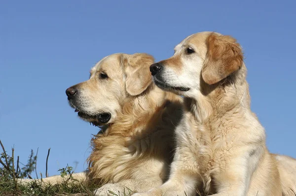 Portrait Golden Retriever Bitch Dog Front Blue Sky — стоковое фото