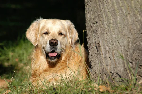 Retrato Cão Golden Retriever — Fotografia de Stock