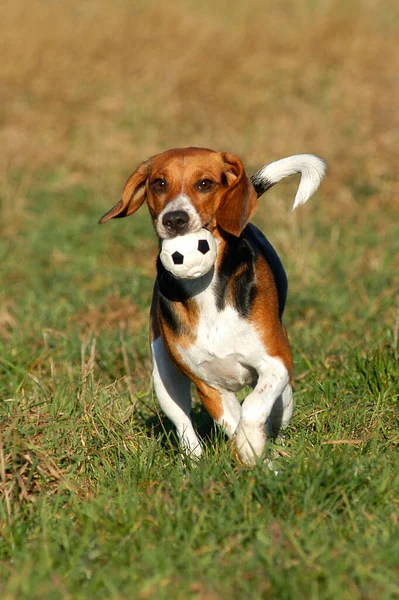 Beagle Bitch Running Retrieving Ball — Stok Foto