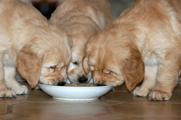 Three Golden Retriever Puppies Eating Plate — Stock Photo, Image