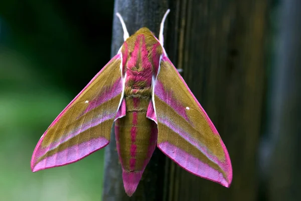 象鹰蛾 Deilephila Elpenor 在孵化后不久 — 图库照片