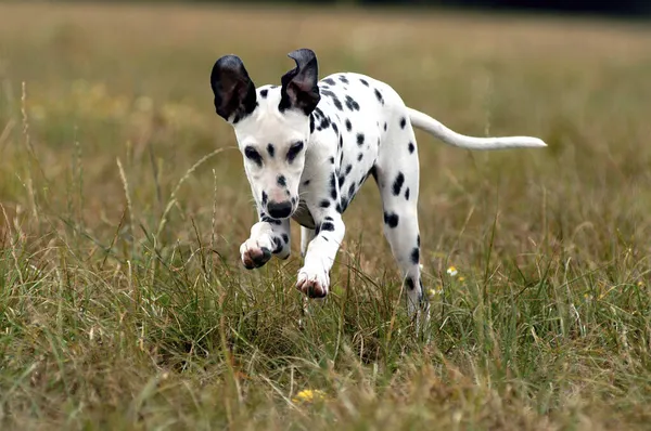 Young Dalmatian Bitch Jumping Stockbild