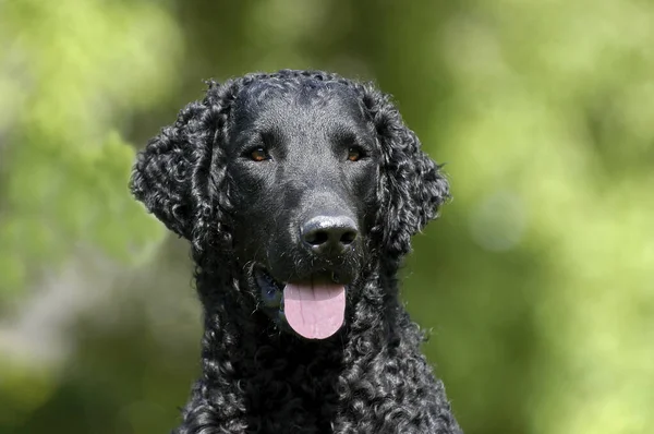 Portret Czarnego Psa Curly Coated Retriever Zdjęcie Stockowe