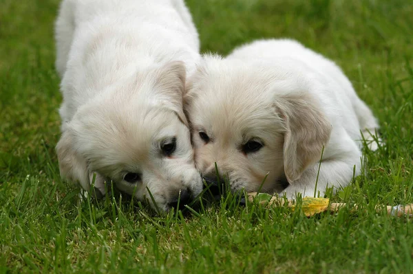 Two Golden Retriever Puppies Lying Chewing — Stock Photo, Image
