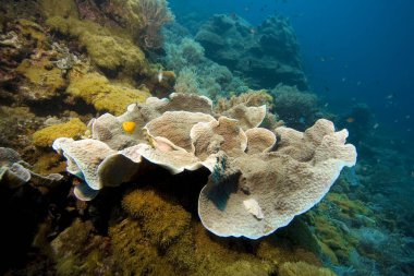 Kaydırma mercanı, Filipinler, Pasifik Okyanusu