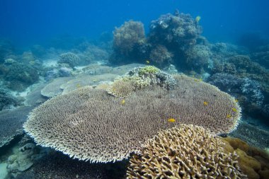 Taşlı mercan Akropora Hyacinthus, Filipinler, Pasifik Okyanusu