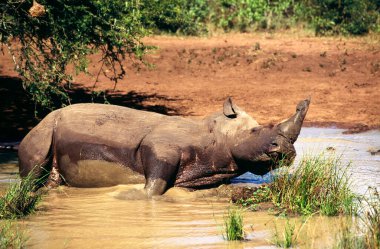 White Rhino, Ceratotherium simum, Umfolozi National Park, South africa clipart