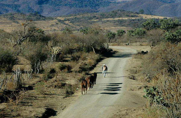 Sierra Tapalpa Vaquero Con Muletas Caballos Jalisco Mexiko — Foto de Stock