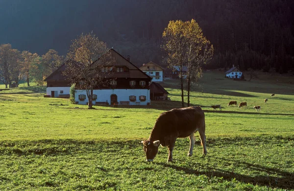 Cow Farm Gosau Austria — Foto Stock