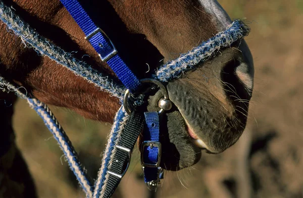 Estados Unidos Montana Boca Caballo —  Fotos de Stock