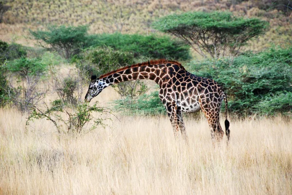 Jirafa Pastoreo Reserva Nacional Samburu Kenia — Foto de Stock