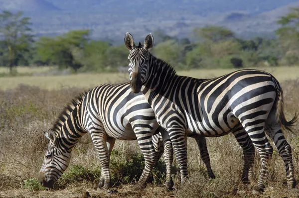 Llanuras Cebra Equus Quagga Reserva Nacional Samburu Kenia — Foto de Stock