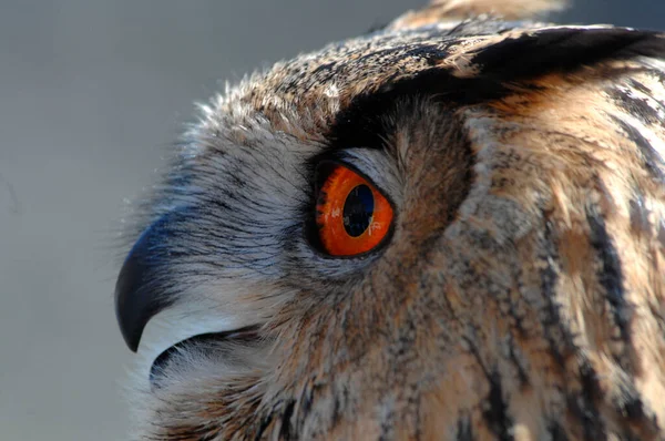 Coruja Águia Eurasiática Bubo Bubo — Fotografia de Stock