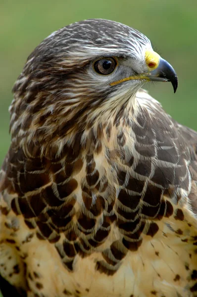 Κοινό Όρνιο Buteo Buteo — Φωτογραφία Αρχείου