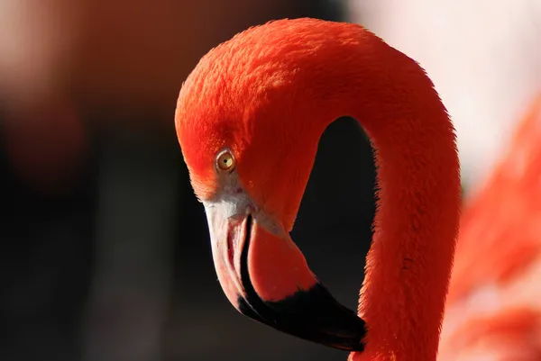 Flamingo Rosa Phoenicopterus Ruber — Fotografia de Stock