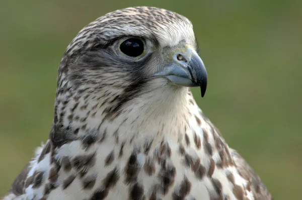 Falcon Gyrfalcon Saker Falcon Υβρίδιο Falco — Φωτογραφία Αρχείου