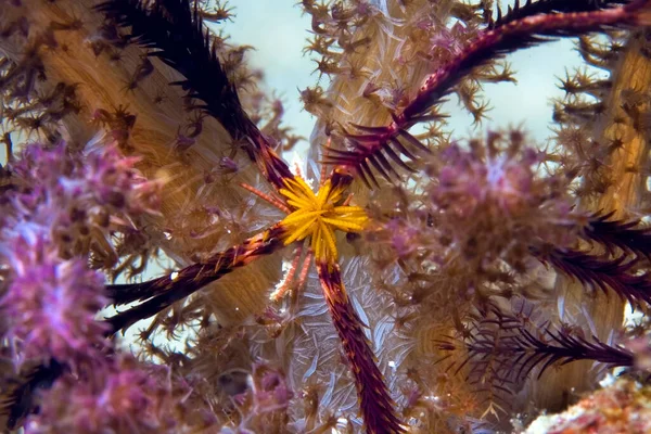 Piórkowa Gwiazda Crinoid Comanthina Schlegelii Miękkim Koralu — Zdjęcie stockowe