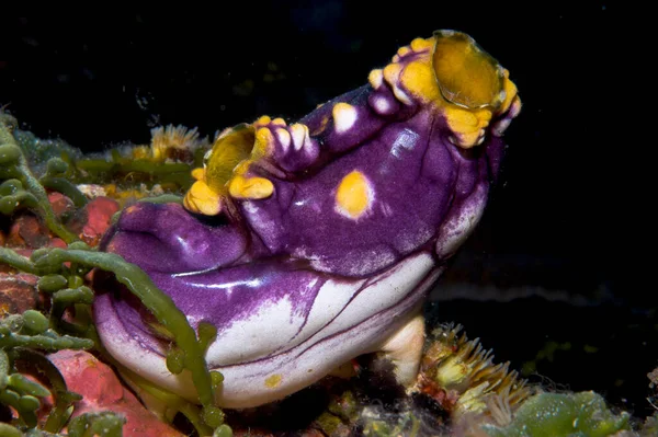 Squirt Del Mar Oro Tinta Spot Sea Squirt Polycarpa Aurata — Foto de Stock