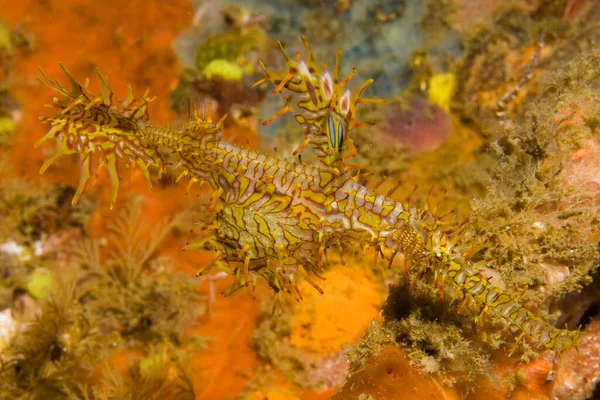 Harlekin Geisterpfeifenfisch Solenostomus Paradoxus — Stockfoto