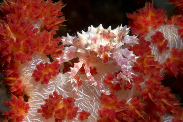 Cangrejo Coral Blando Hoplophrys Oatesii — Foto de Stock