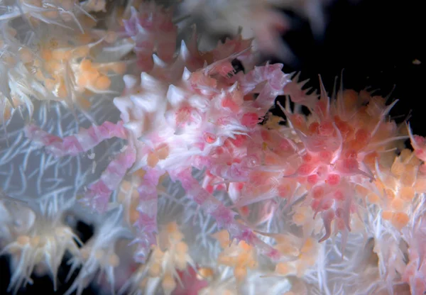 Cangrejo Coral Blando Hoplophrys Oatesii — Foto de Stock