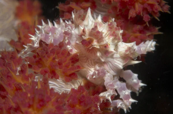 Cangrejo Coral Blando Hoplophrys Oatesii —  Fotos de Stock