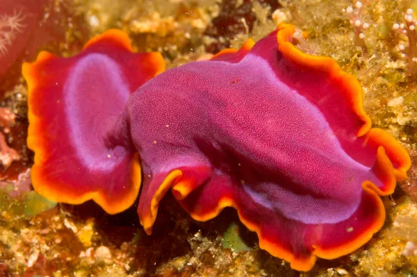 Плоский Червь Фуксии Pseudoceros Ferrugineus Желтой Губке Porifera — стоковое фото