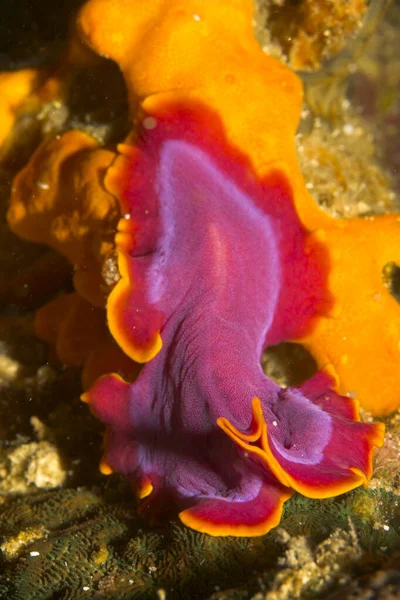 해면동물 푸치시아 플라토 Pseudoceros Ferrugineus — 스톡 사진