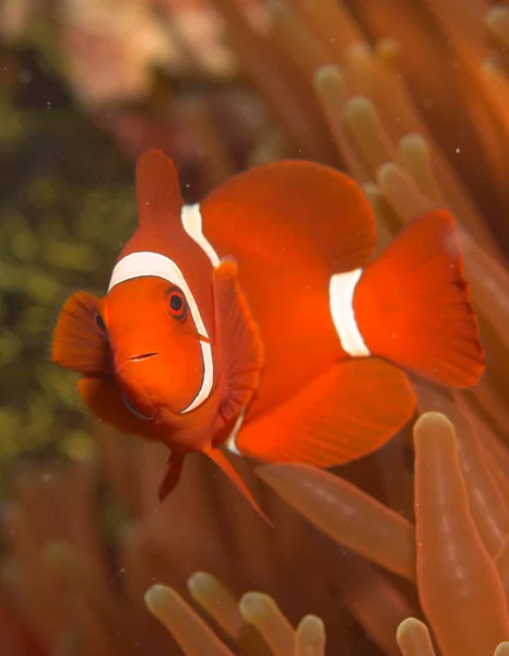 Anemonenfisch Premnas Aculeatus — Stockfoto